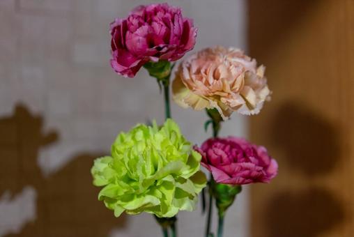 彩り豊かなカーネーション カーネーション,花,植物の写真素材