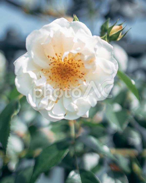 白いバラ（シティ・オブ・ヨーク） バラ,シティオブヨーク,花の写真素材