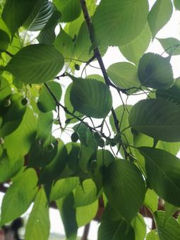 グミの木 グミの木の写真