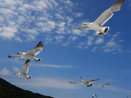 ウミネコの群れ ウミネコの群れ ウミネコ,鳥,群れの写真素材