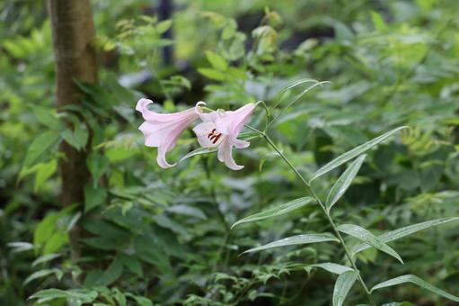 森に咲く淡いピンクのササユリ ササユリ,百合,ピンクの写真素材