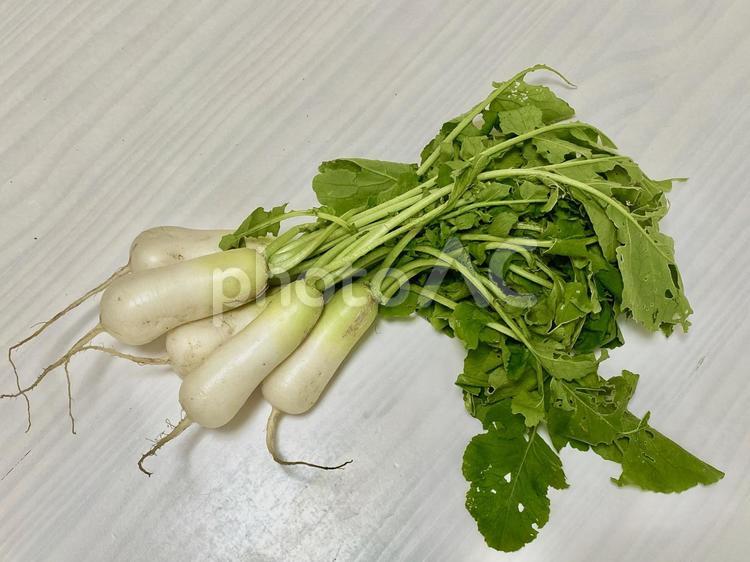 小さい大根のイメージ 大根,小さい大根,野菜の写真素材