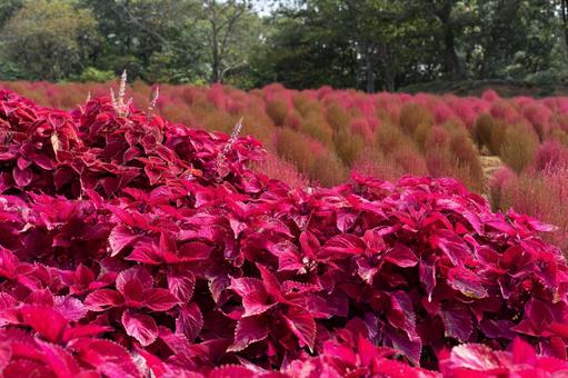 ひるがの高原　秋の赤い植物 コキア,秋,赤の写真素材