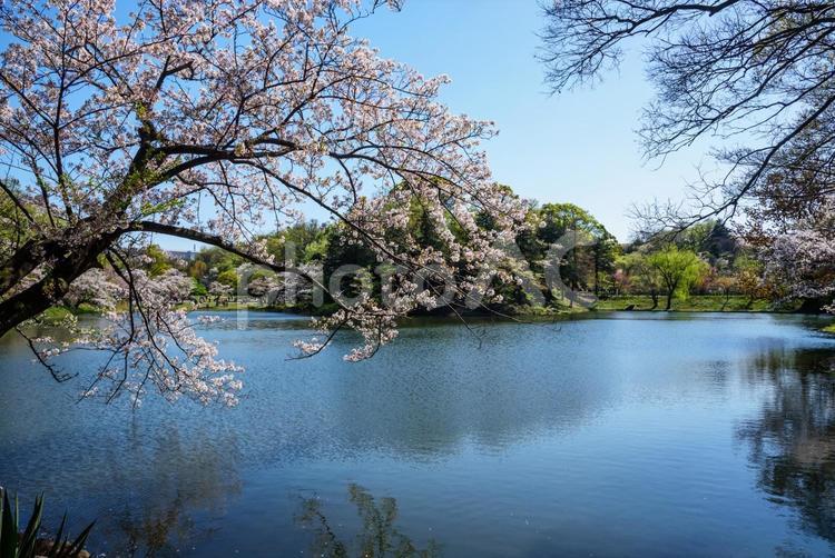 池の周りに咲く桜（三ッ池公園）2 サクラ,花筏,花いかだの写真素材