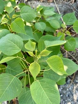 ナンキンハゼの緑の葉っぱ ナンキンハゼ,樹木,植物の写真素材