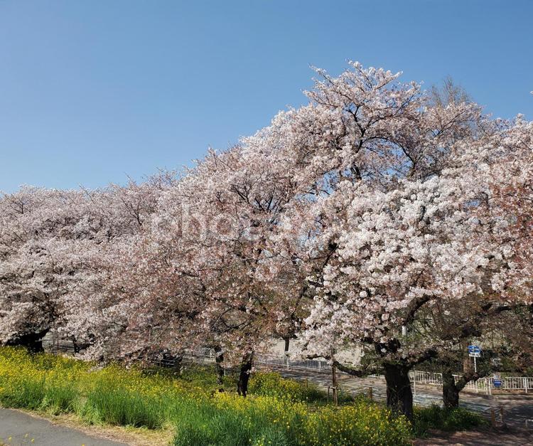 2022年4月9日　熊谷桜堤 桜,さくら,春の写真素材