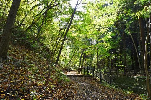 forest road 3, ein wald, gefallene blätter, herbst, JPG