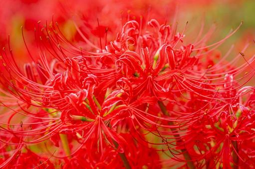佐賀-【江里山の棚田の彼岸花】 佐賀-【江里山の棚田の彼岸花】 佐賀,江里山,棚田の写真素材
