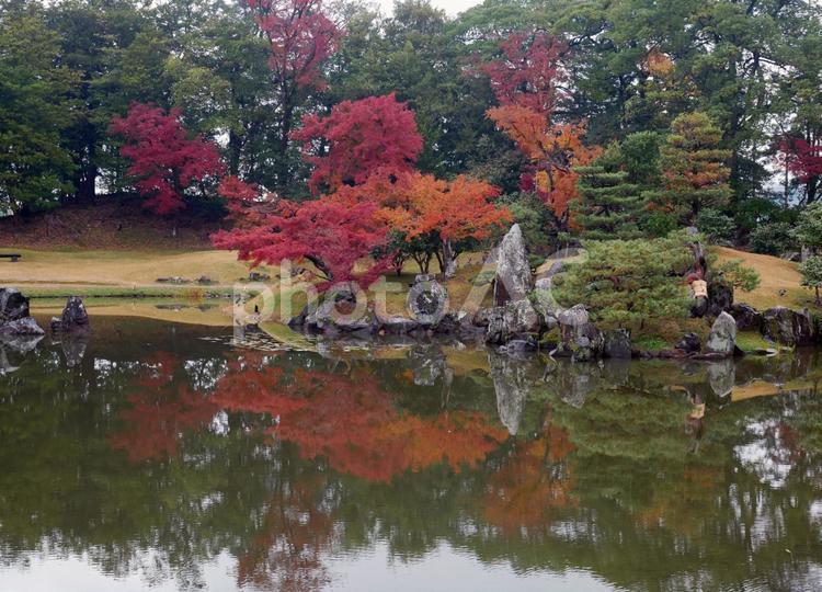彦根城玄宮園紅葉5 紅葉,彦根城,玄宮園の写真素材