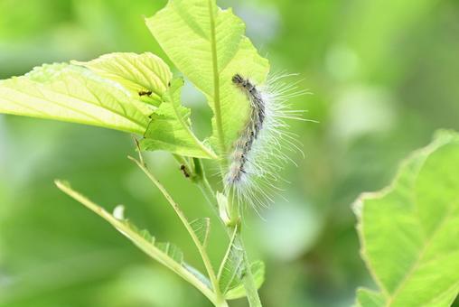 成長する毛虫 成長する毛虫の写真