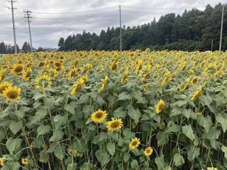 ひまわり畑 ひまわり畑 向日葵,夏,花の写真素材