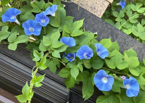 朝顔 朝顔,花,青いの写真素材