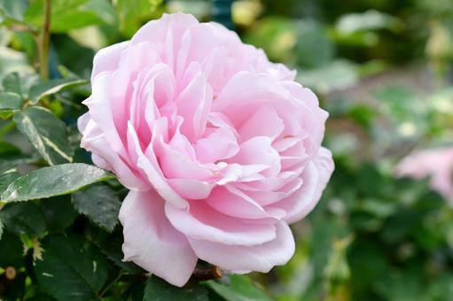薔薇 ヘルシューレン 薔薇 ヘルシューレンの写真