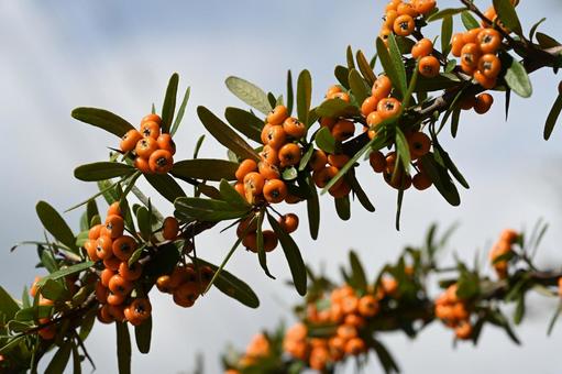 ピラカンサ ピラカンサ,タチバナモドキ,低木の写真素材