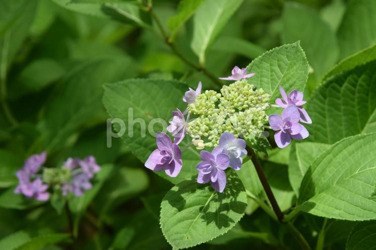紫陽花　アジサイ　雨の日　紫　梅雨 あじさい,アジサイ,6月の写真素材
