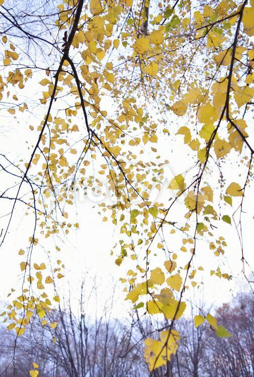 紅葉　秋　黄色　葉　枝　縦 秋,紅葉,葉の写真素材