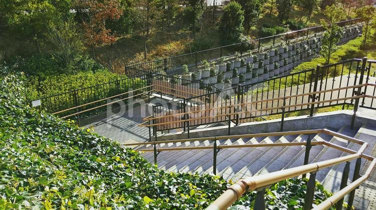 二子玉川公園 公園,階段,植栽の写真素材