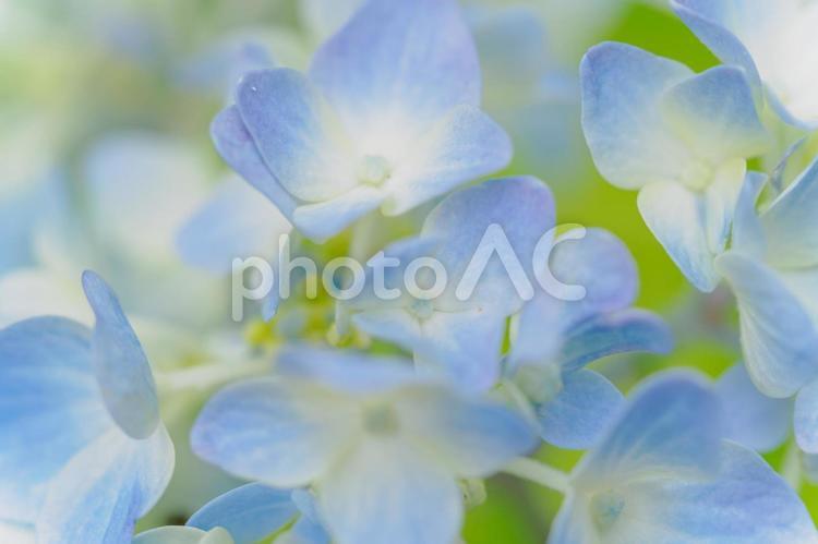 資福寺の紫陽花(36) 初夏,花,紫陽花の写真素材
