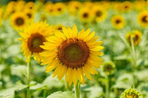 太陽に向かって咲くひまわり畑の花 太陽に向かって咲くひまわり畑の花の写真