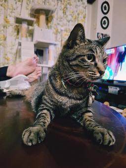 猫 ちょっと警戒 猫 ちょっと警戒 生き物,動物,ペットの写真素材