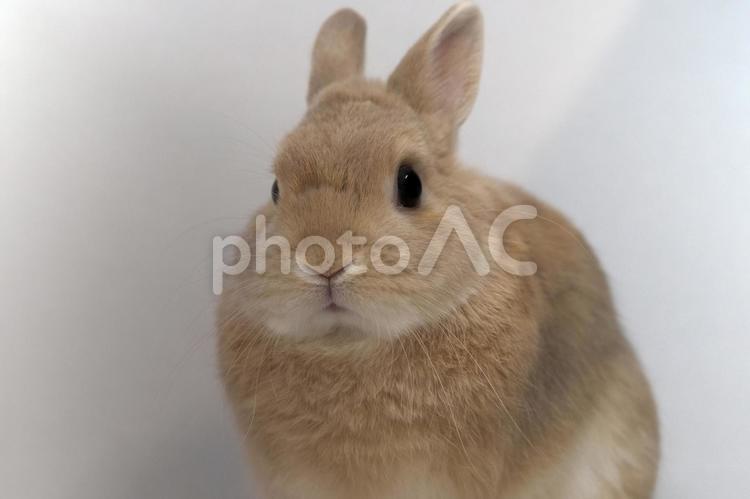 こっちを見ているウサギ うさぎ,ウサギ,兎の写真素材