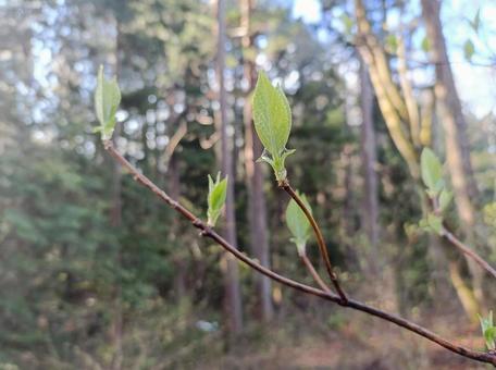 新芽の季節 新芽の季節の写真