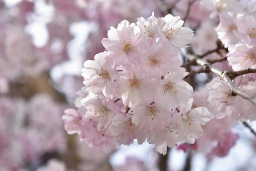 春といえばやっぱり桜 春といえばやっぱり桜の写真