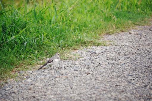 Wagtail standing on a gravel road, JPG Wagtail standing on a gravel road, JPG