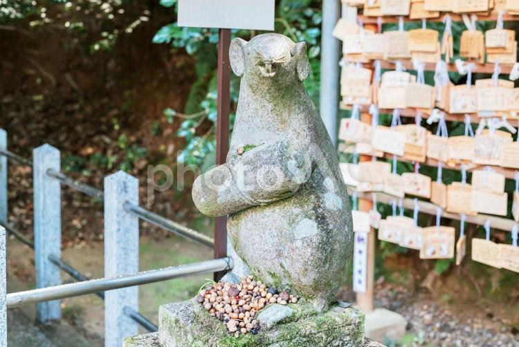 大豊神社のネズミ ネズミ,大豊神社,自然の写真素材