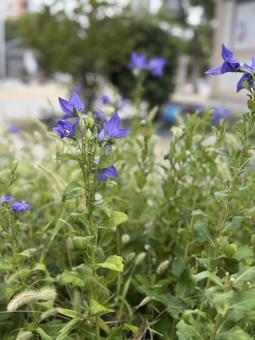 秋の風に揺れる桔梗 秋の風に揺れる桔梗 桔梗,キキョウ,紫の花の写真素材