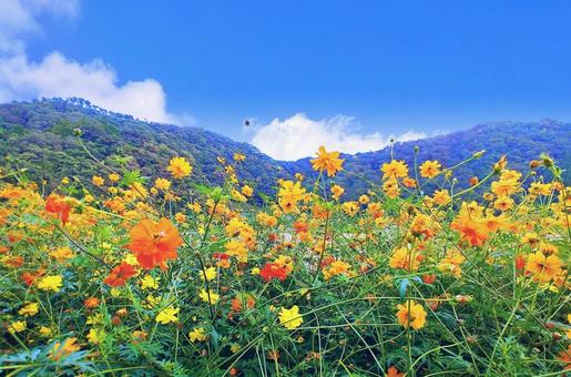 キバナコスモス畑と山並み キバナコスモス畑と山並み キバナコスモス,秋,花の写真素材