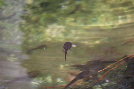 オタマジャクシは水面にいる池の風景 オタマジャクシは水面にいる池の風景の写真