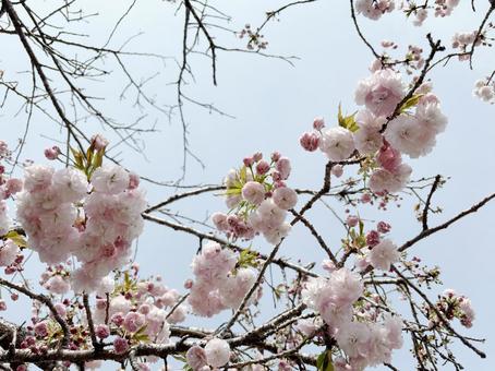 ボタンザクラの写真