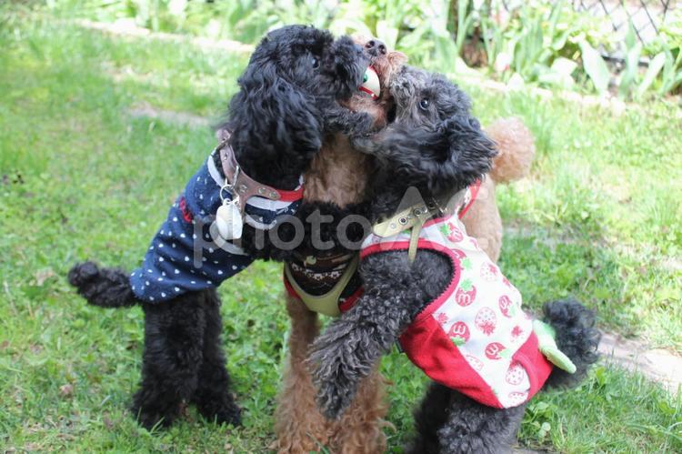 喰われる〜！ トイプードル,遊ぶトイプードル,遊ぶ犬の写真素材