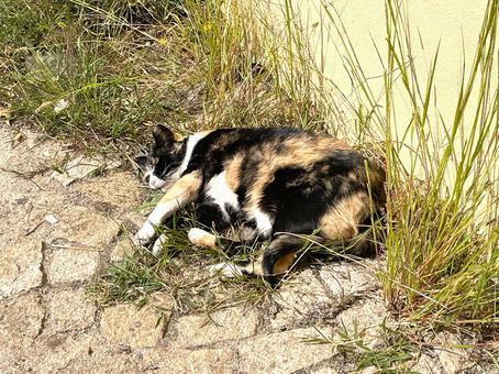 ポルトの猫 ポルトの猫 ポルト,ポルトガル,猫の写真素材