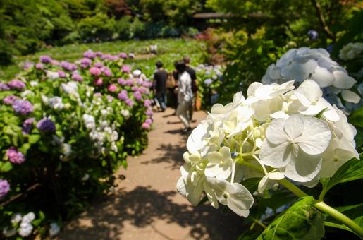 紫陽花4 紫陽花4の写真