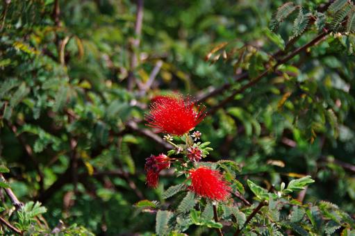 ヒネムの花 ヒネムの花の写真