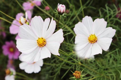 白いコスモス コスモス,十月,白の写真素材