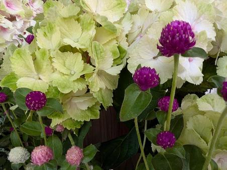 Photo, thousands of red, hydrangea, potting, 