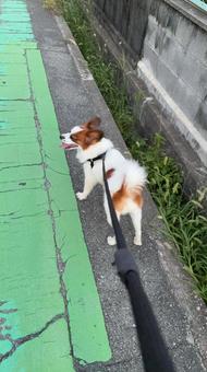 散歩の仕方 散歩の仕方の写真
