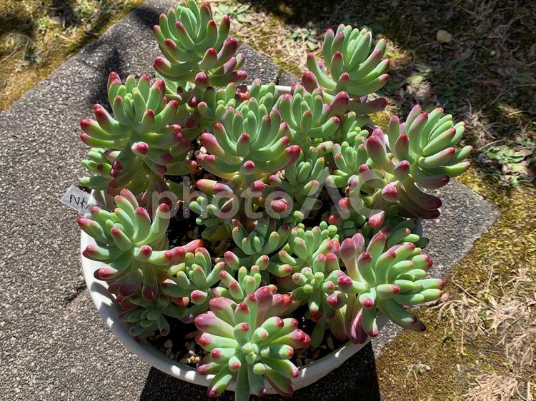 多肉植物　乙女心　セダム 多肉植物,乙女心,セダムの写真素材