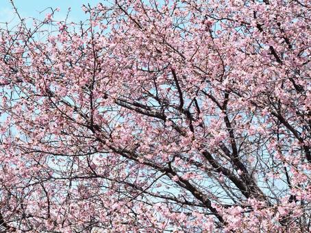 咲き誇る河津桜 咲き誇る河津桜の写真