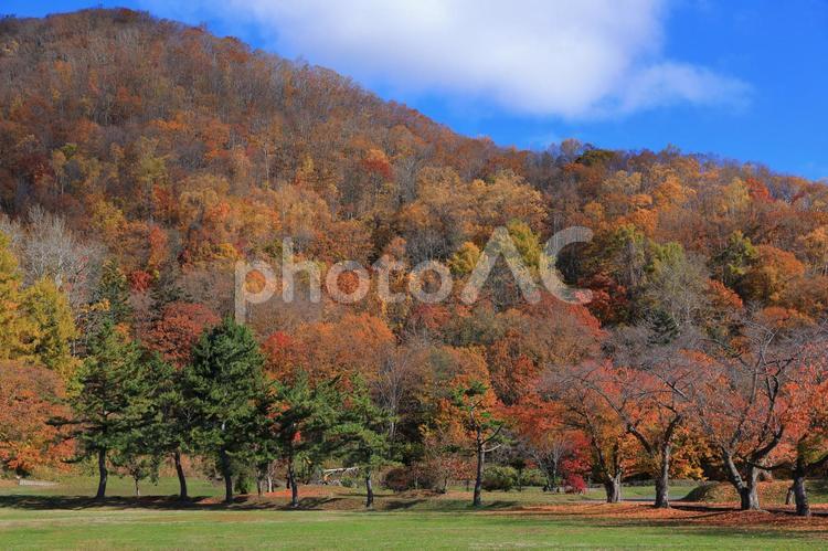 洞爺湖　えぼし岩公園　紅葉が残る 洞爺湖,秋,紅葉の写真素材