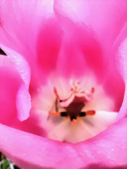 Pink tulip stamens, JPG