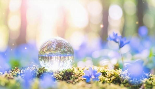 水晶玉/苔と青い花の森 水晶玉/苔と青い花の森の写真