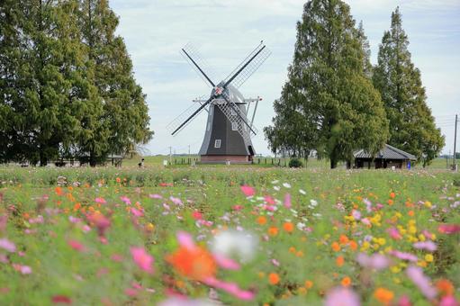 あけぼの山農業公園の満開の秋桜と風車 あけぼの山農業公園,コスモス,秋桜の写真素材