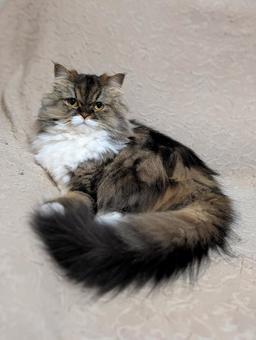 にゃんこ にゃんこ ねこ,ミヌエット,ナポレオンの写真素材