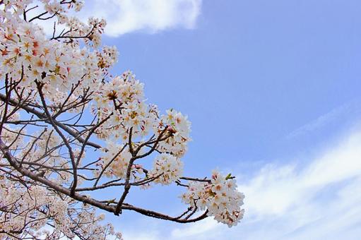 美しい桜の花と青い空 美しい桜の花と青い空 桜,さくら,青空の写真素材