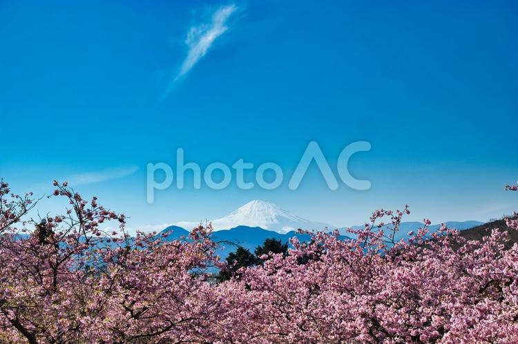 早咲き桜と富士山 おおいゆめの里,富士山,桜の写真素材