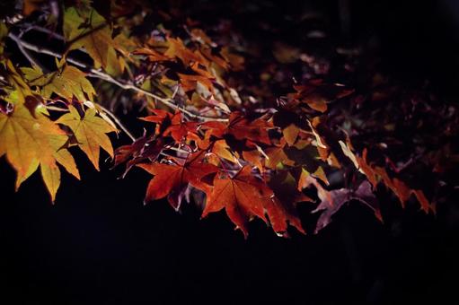 Photo, maple, background, light up, 